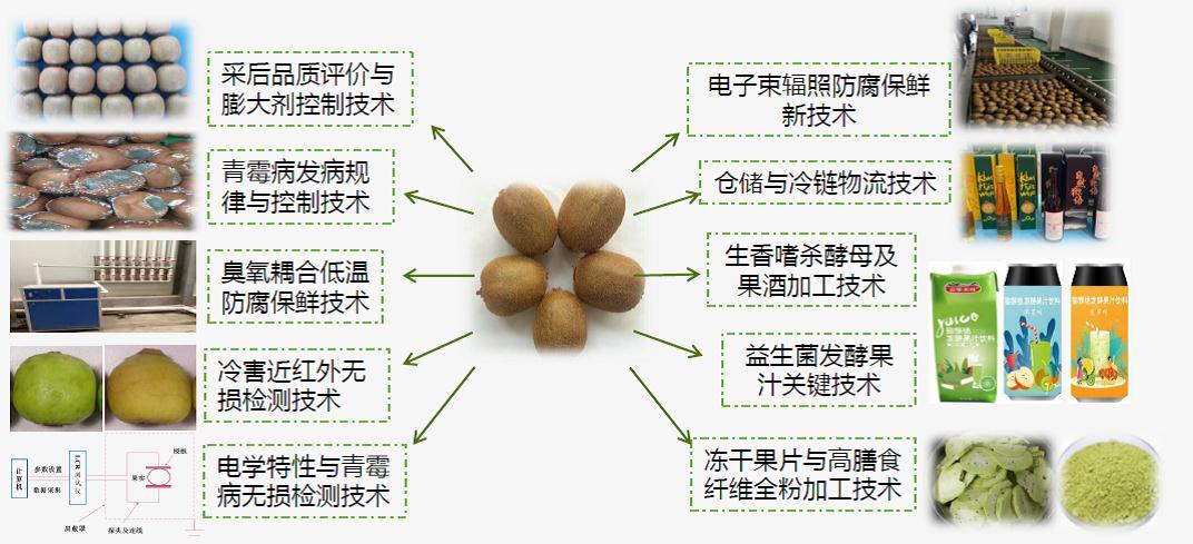 猕猴桃贮藏保鲜与加工